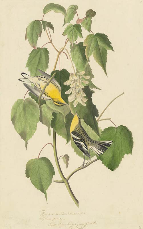 Blackburnian Warbler, Havell pl. 134