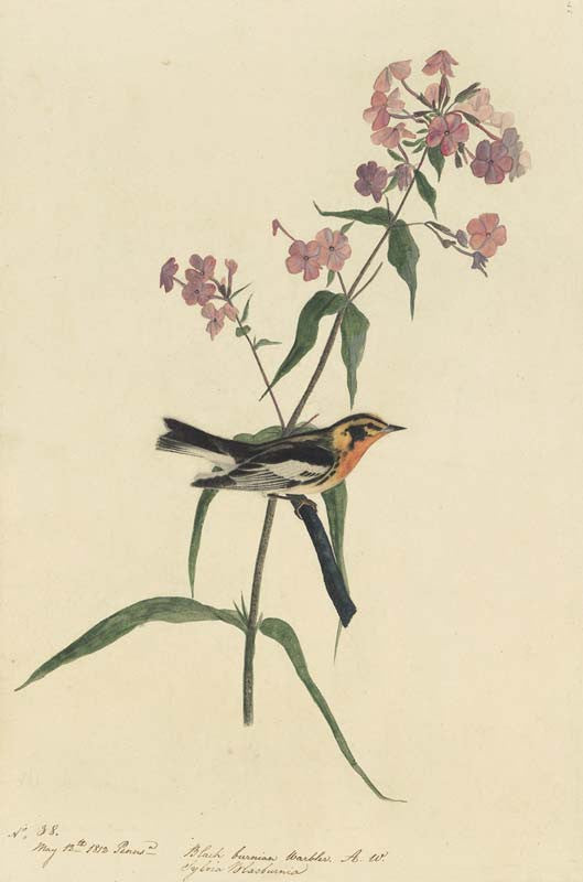 Blackburnian Warbler, Havell pl. 135