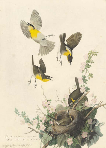 Yellow-breasted Chat, Havell pl. 137
