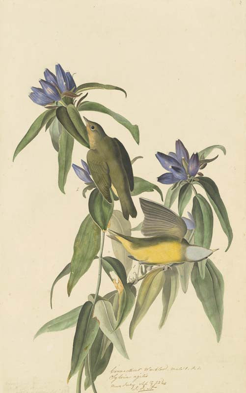 Connecticut Warbler, Havell pl. 138