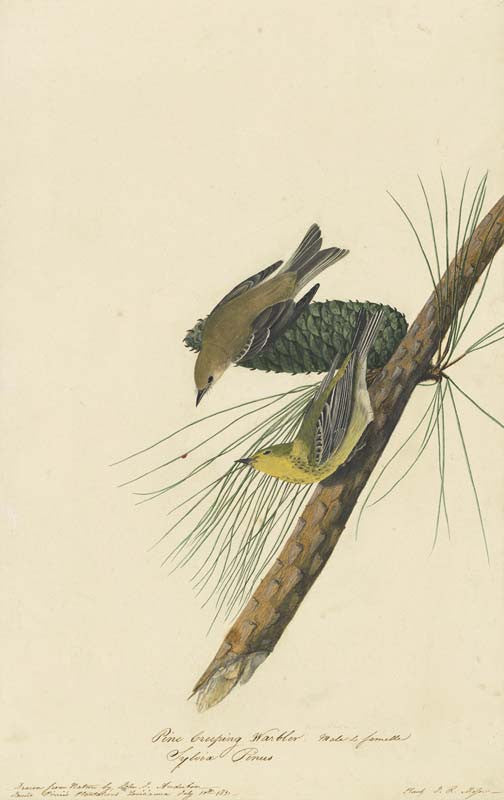 Pine Warbler, Havell pl. 140