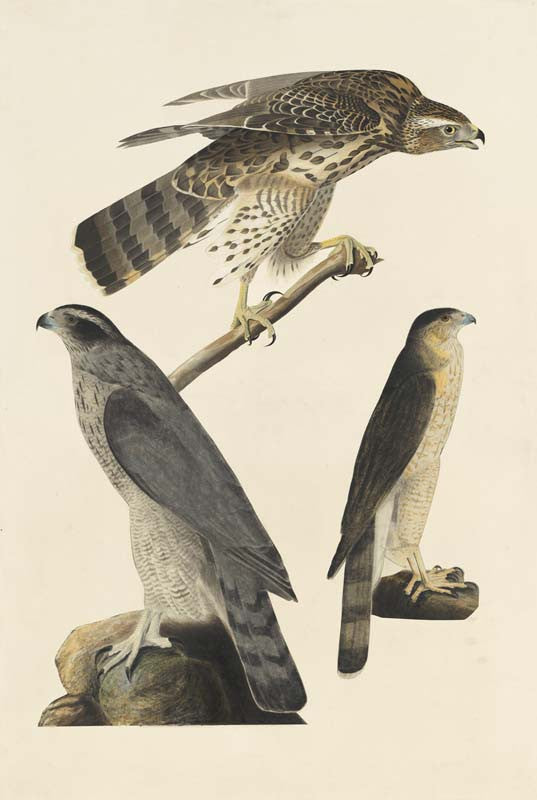 Northern Goshawk and Cooper's Hawk, Havell pl. 141