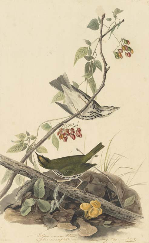 Ovenbird, Havell pl. 143