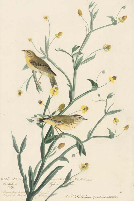 Palm Warbler, Havell pl. 145