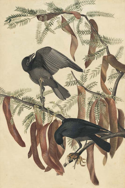 Fish Crow, Havell pl. 146