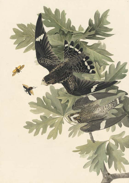 Common Nighthawk, Havell pl. 147