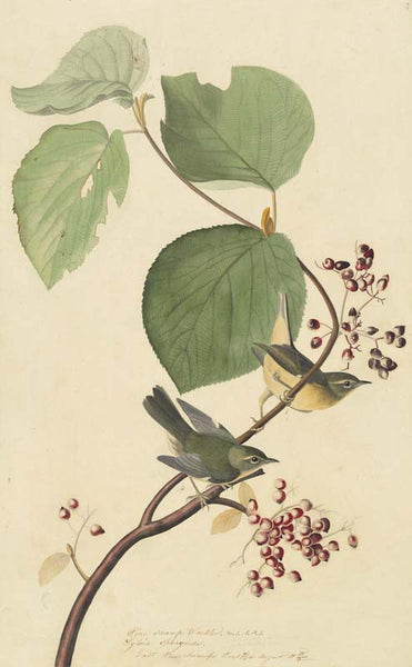 Black-throated Blue Warbler, Havell pl. 148