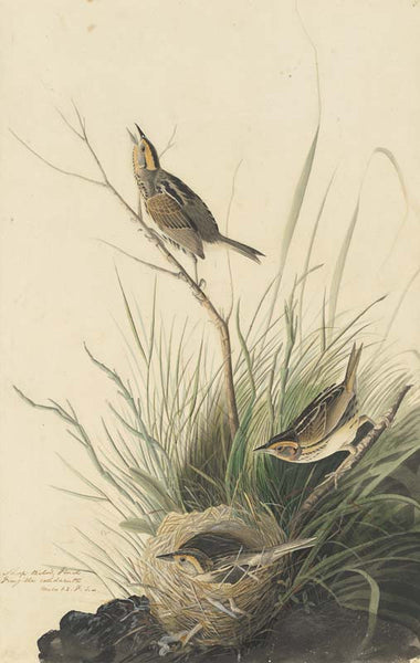 Saltmarsh Sparrow, Havell pl. 149