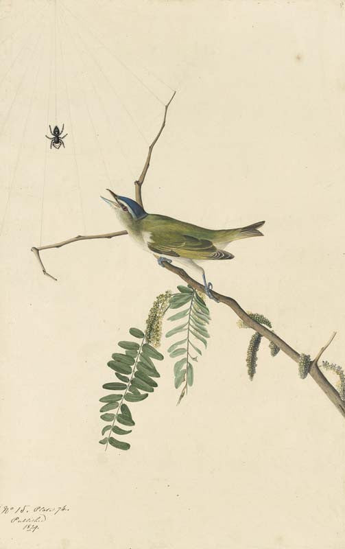 Red-eyed Vireo, Havell pl. 150