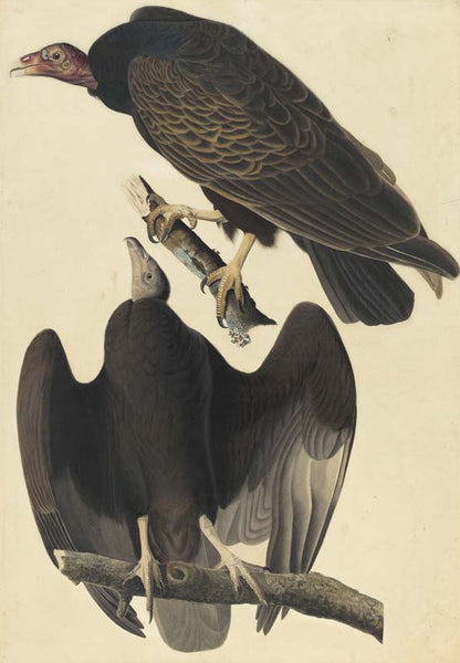 Turkey Vulture, Havell pl. 151