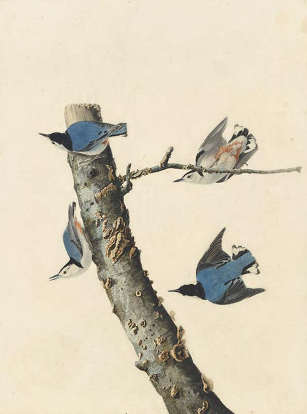White-breasted Nuthatch, Havell pl. 152