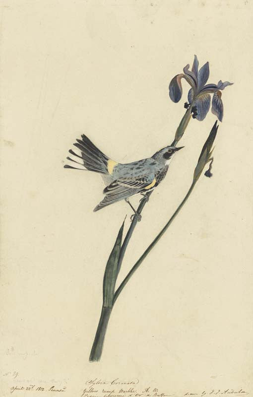 Yellow-rumped Warbler, Havell pl. 153