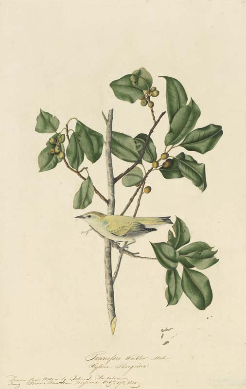 Tennessee Warbler, Havell pl. 154