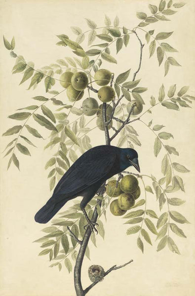 American Crow, Havell pl. 156