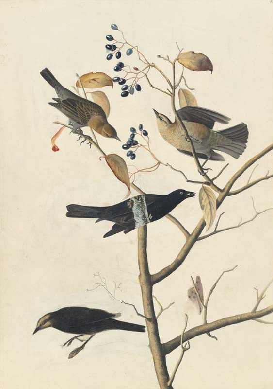 Rusty Blackbird, Havell pl. 157