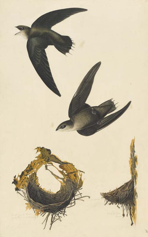Chimney Swift, Havell pl. 158
