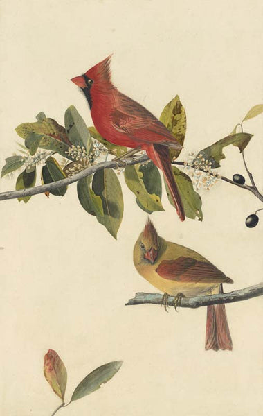 Northern Cardinal, Havell pl. 159