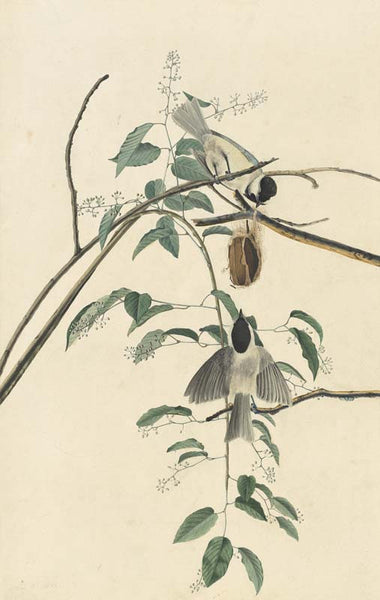 Carolina Chickadee, Havell pl. 160