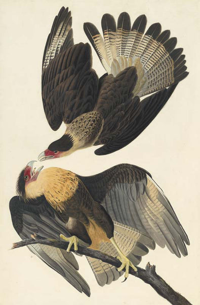 Crested Caracara, Havell pl. 161