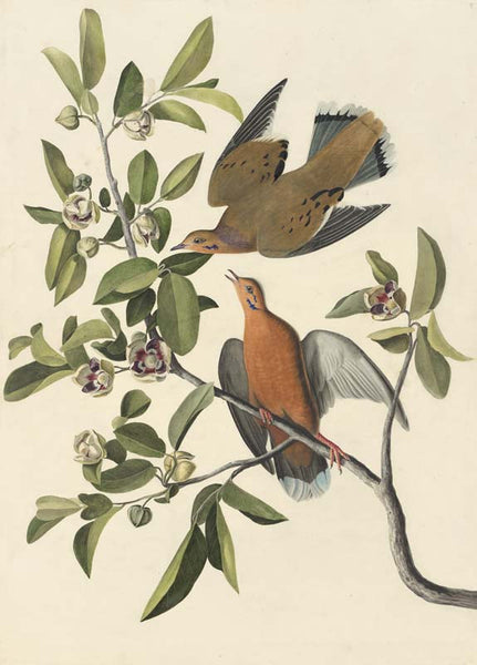 Zenaida Dove, Havell pl. 162