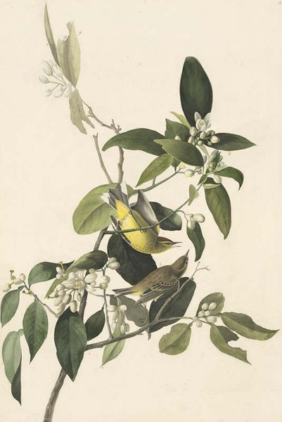 Palm Warbler, Havell pl. 163
