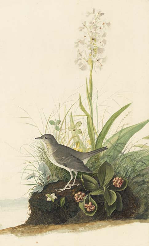 Veery, Havell pl. 164