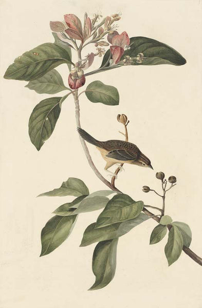 Bachman's Sparrow, Havell pl. 165
