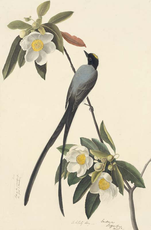 Fork-tailed Flycatcher, Havell pl. 168