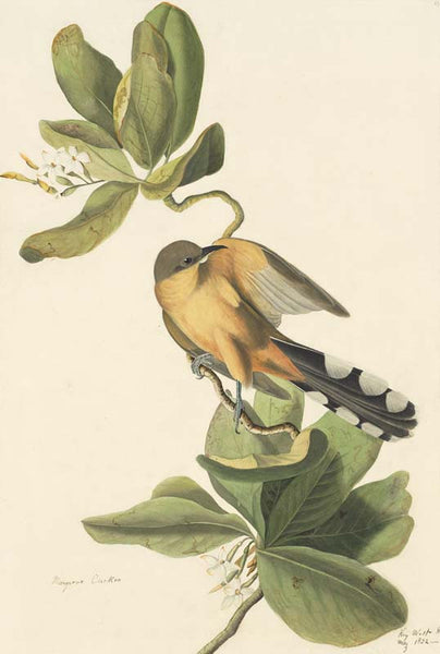 Mangrove Cuckoo, Havell pl. 169