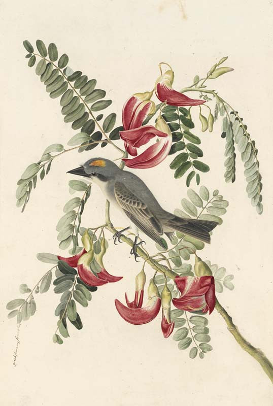 Gray Kingbird, Havell pl. 170