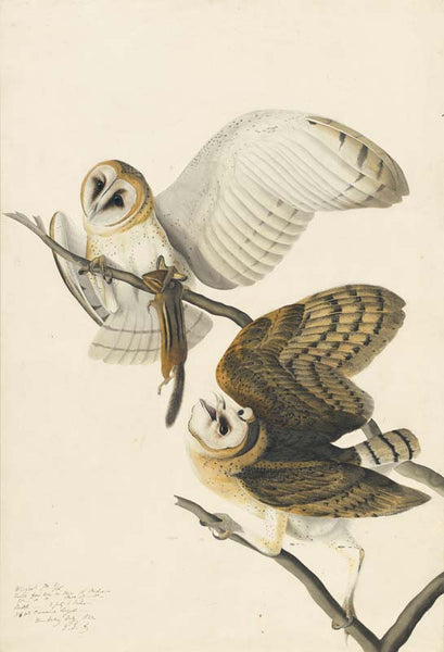Barn Owl, Havell pl. 171