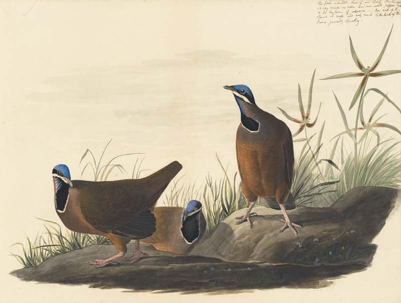 Blue-headed Quail-Dove, Havell pl. 172