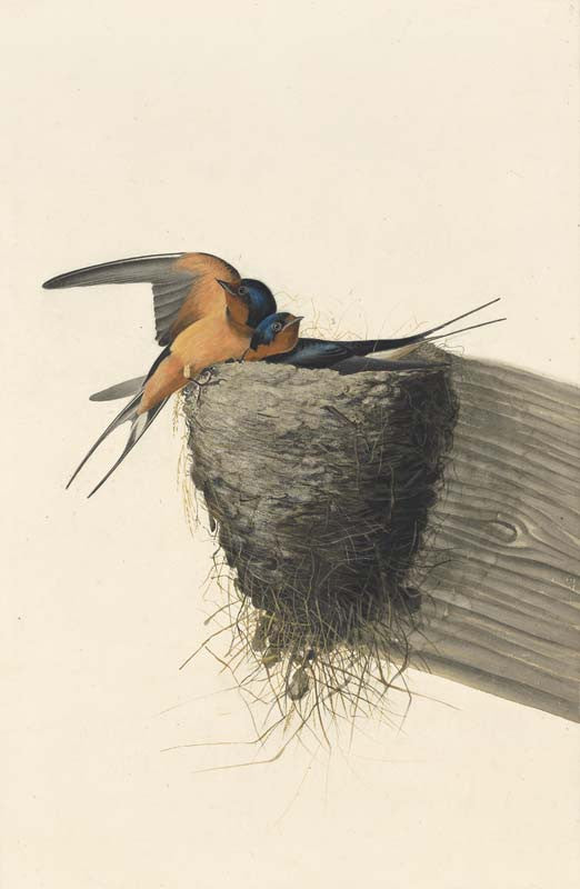 Barn Swallow, Havell pl. 173