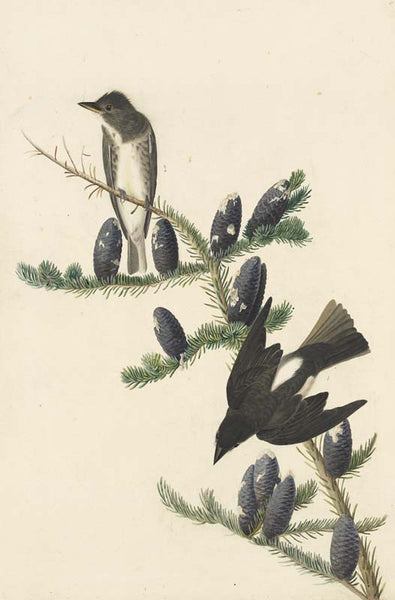 Olive-sided Flycatcher, Havell pl. 174