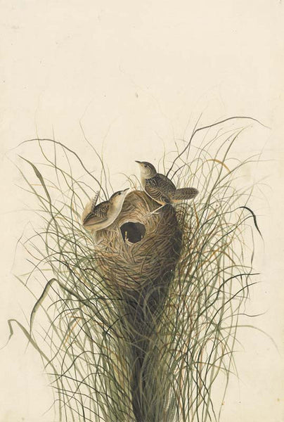 Sedge Wren, Havell pl. 175