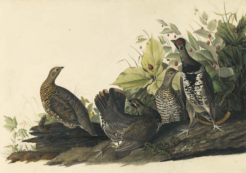 Spruce Grouse, Havell pl. 176