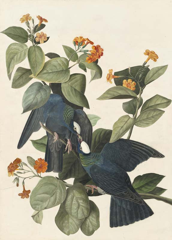 White-crowned Pigeon, Havell pl. 177