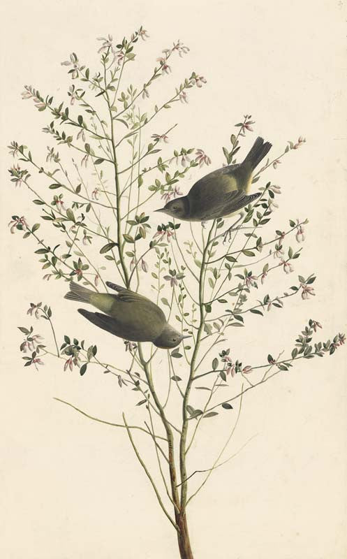 Orange-crowned Warbler, Havell pl. 178