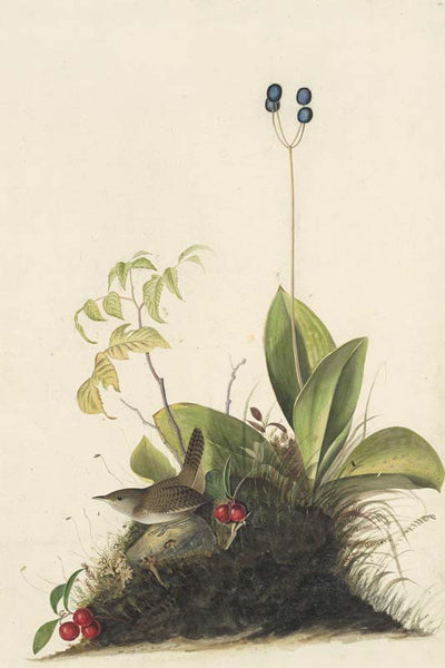 House Wren, Havell pl. 179