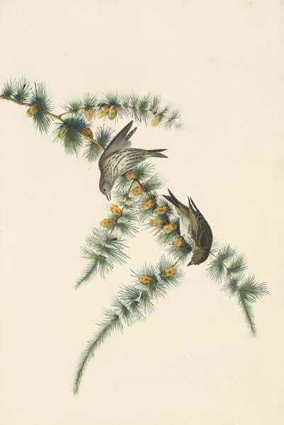 Pine Siskin, Havell pl. 180