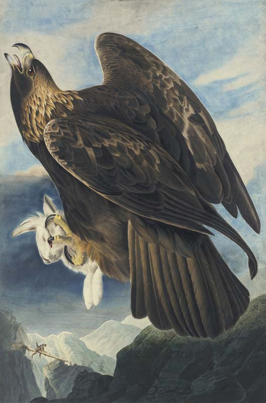 Golden Eagle, Havell pl. 181