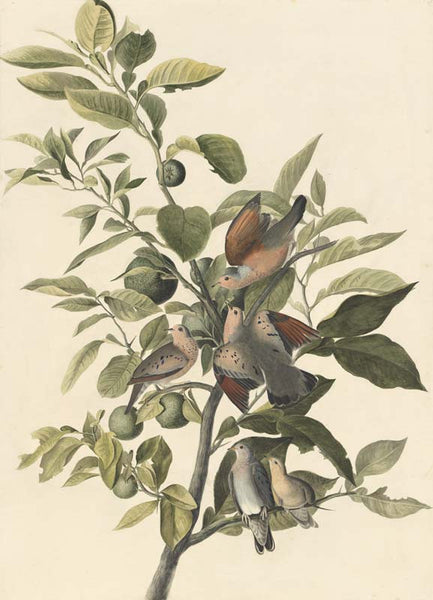 Common Ground-Dove, Havell pl. 182
