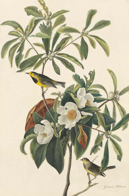 Bachman's Warbler, Havell pl. 185