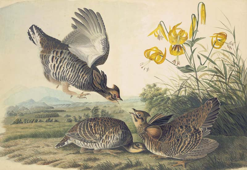Greater Prairie-Chicken, Havell pl. 186