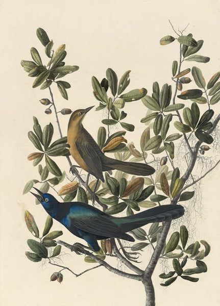 Boat-tailed Grackle, Havell pl. 187