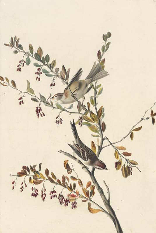 American Tree Sparrow, Havell pl. 188