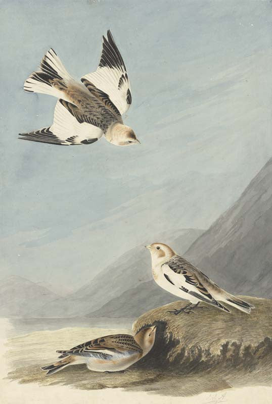 Snow Bunting, Havell pl. 189