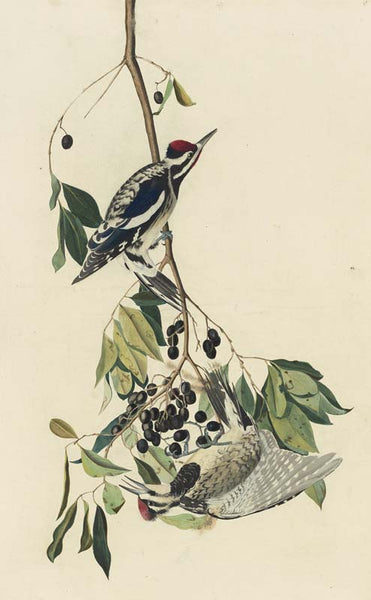 Yellow-bellied Sapsucker, Havell pl. 190