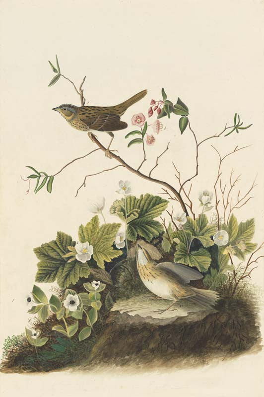 Lincoln's Sparrow, Havell pl. 193