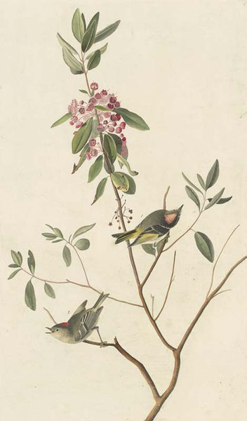 Ruby-crowned Kinglet, Havell pl. 195